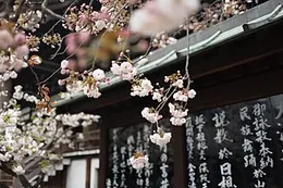 Cherry trees in full bloom