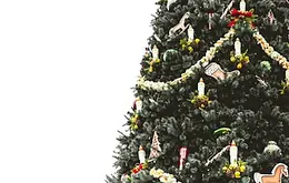 A decorated Christmas tree in the front room