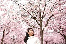 A woman standing among cherry blossoms